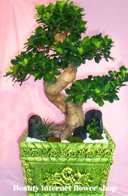 ��õ�������ܰ���ȭ�вɹ�� 032-424-3350 ��õ�������ͳݲ���