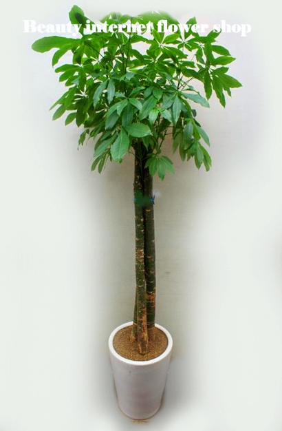 ��õ����ȭ�вɹ�� 032-424-������ ��õ�������ͳݲ���